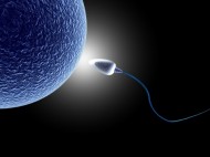 11255204 - human sperm and egg life