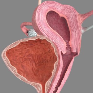 39657279 - female reproductive system