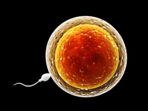 36629212 - spermatozoon, floating to ovule - 3d render
